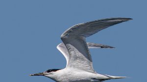 Sandwich Tern