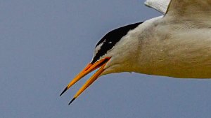 Terns