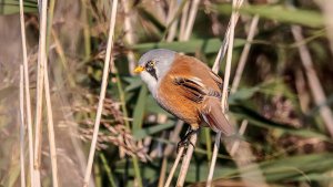 Bearded Tit