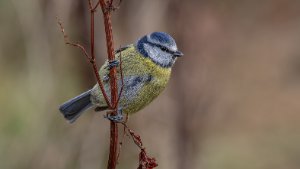 Blue Tit