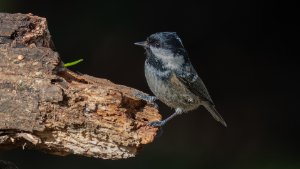 Coal Tit