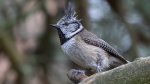 Crested Tit