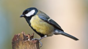 Great Tit