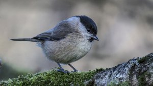 Marsh Tit