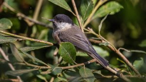 Willow Tit