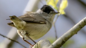 Blackcap