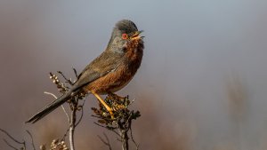 Dartford Warbler