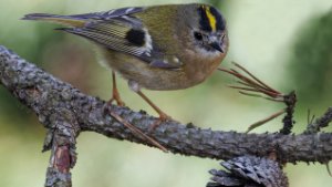 Goldcrest