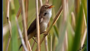 Reed Warbler