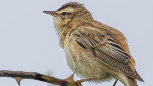Sedge Warbler