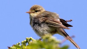 Whitethroat