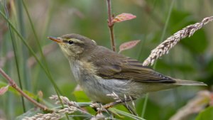Willow Warbler