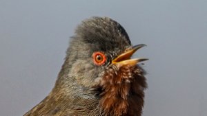 Warblers and allies