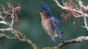 Waxwing