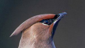 Waxwings