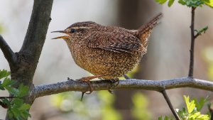 Wren