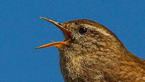 Wrens