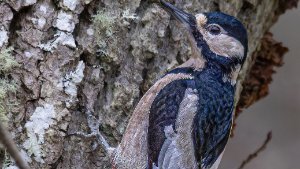 Great Spotted Woodpecker