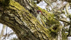 Green Woodpecker