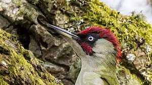Wrynecks and Woodpeckers