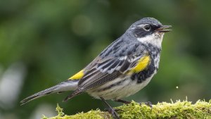 Yellow-rumped Warbler (Myrtle)